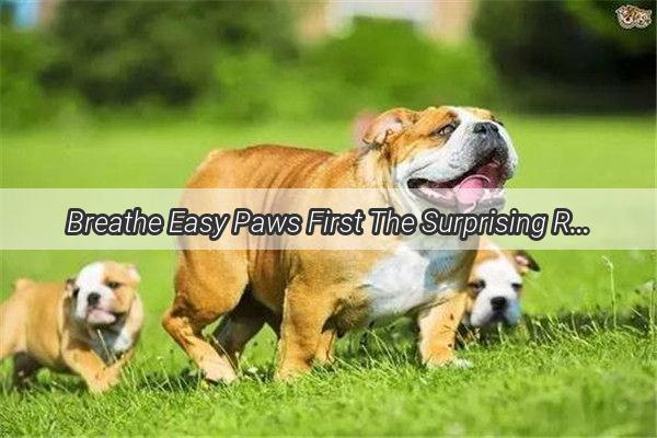 Breathe Easy Paws First The Surprising Reason Why You Should Never Blow Hot Air at Your Dog